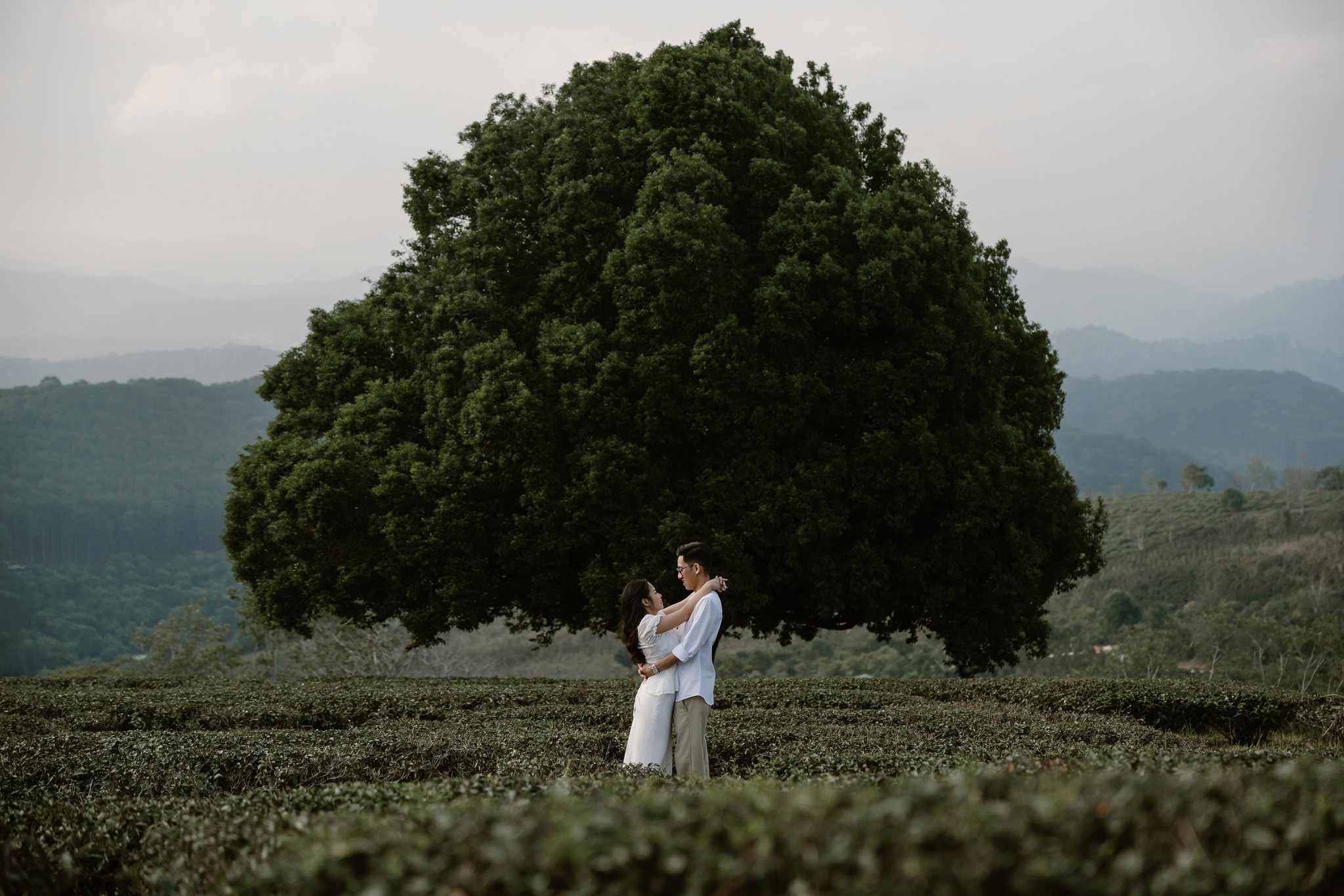 A couple beneath a lone tree on the Cau Dat tea hills, Da Lat