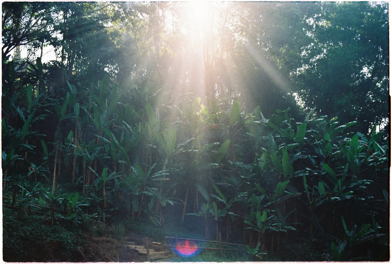 A Da Lat Waterfall Elopement on 35mm Film: Tiến Anh & Trân's Private Vow Ceremony at Liêng Chi Nha & Suối Tía